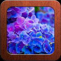 Beautiful Flowers Photo Frames Affiche