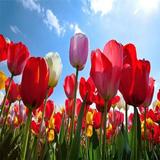 Schöne Blumen-Kollektion Zeichen
