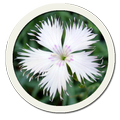 Beautiful Flower Pictures