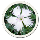 Beautiful Flower Pictures icon