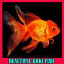 Beautiful Koki Fish Gallery APK