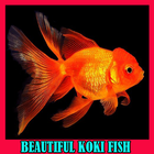 Beautiful Koki Fish Gallery icône