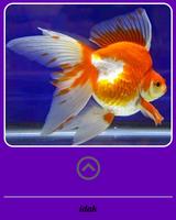Beautiful Koki Fish Gallery capture d'écran 3