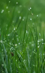 Beautiful Live Wallpaper APK download