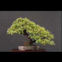 Beautifull Bonsai Design Idea 스크린샷 1