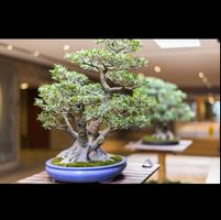 Beautifull Bonsai Design Idea ảnh chụp màn hình 2