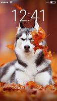Husky Wallpaper Little Dog Puppy Cute App Lock Affiche