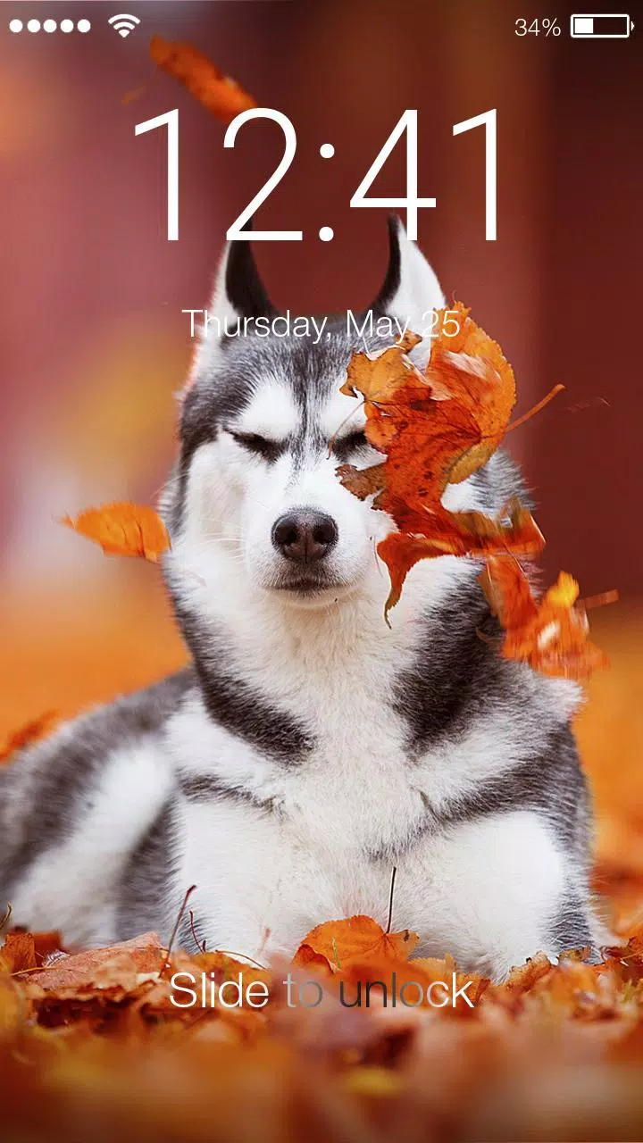 Husky Wallpaper Little Dog Puppy Cute App Lock APK per Android ...