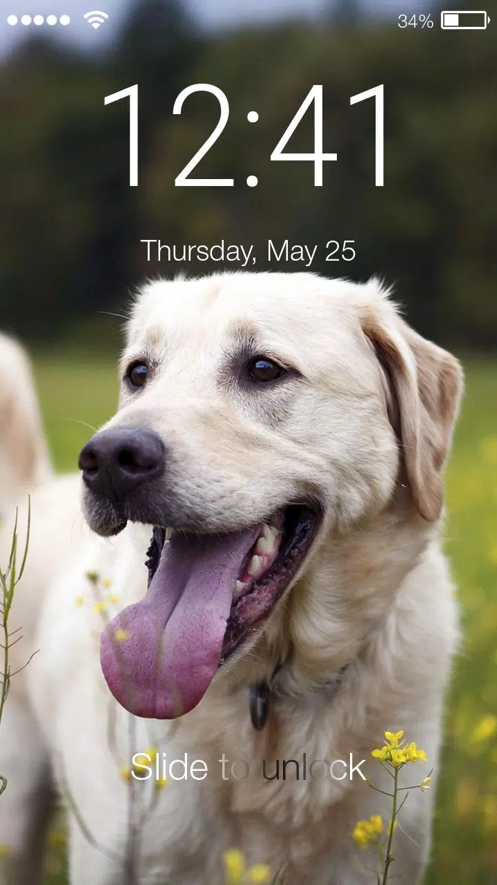 Labrador Dog Wallpaper Puppy Cute Screen Lock APK voor Android Download