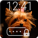 Yorkshire Terrier Wallpaper Cute Dog Puppy Lock-APK