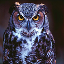 The Owl APK