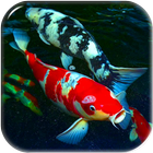 Koi Fish Live Wallpaper 图标