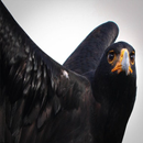 Beauty Eagle APK