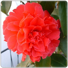 New Begonia Flowers Onet Game icône