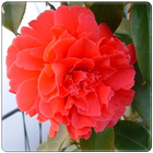 New Begonia Flowers Onet Game icon