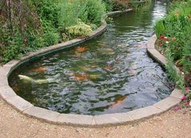 Best Fish Pond Designs স্ক্রিনশট 1