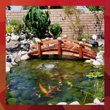 100 Best Fish Pond Ideas icon