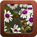 APK Best Flower Photo Frames