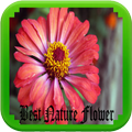 Best Nature Flawer