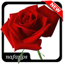 Best Rose Picture APK