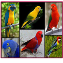 Best chirping birds beautiful APK