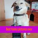 Best funny pictures ever ideas APK