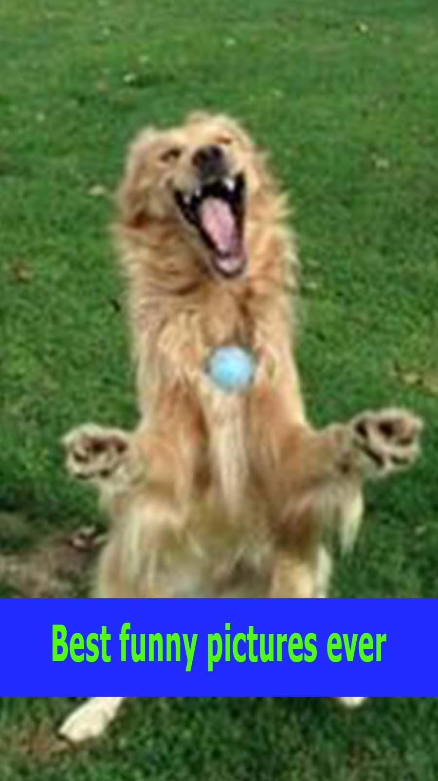 Best funny pictures ever ideas APK for Android Download Best funny pictures ever ideas APK for Android Download