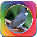 canto de papa capim tui tui zel zel HD APK