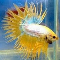 Betta Fish اسکرین شاٹ 3