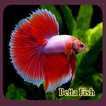 Poisson Betta