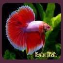 Betta Fish-APK