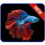 Betta Fish Wallpaper HD