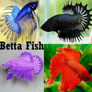 Betta Fish APK