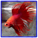 Ryba Betta 3D aplikacja