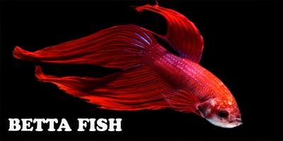 3D Betta Fish syot layar 1