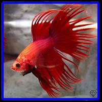 3D Betta Fish syot layar 3