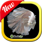 آیکون‌ Betta Fish 3D