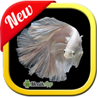 Рыбка бетта 3D иконка