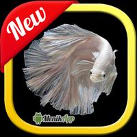 پوستر Betta Fish 3D