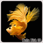 Betta Fish 3D 圖標