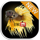 Cá betta 3D biểu tượng