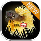 Betta Fish 3D icon