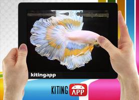 Betta Fish 3D capture d'écran 3