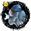 Betta Fish Contest