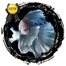 Concurso de Peixe Betta APK