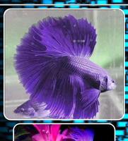 Betta Fish Contest capture d'écran 3