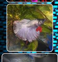 Betta Fish Contest اسکرین شاٹ 1