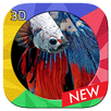 Betta Fish 3D Free APK