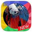 Betta Fish 3D Free