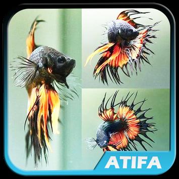 970+ Download Gambar Cupang Hias Terbaik